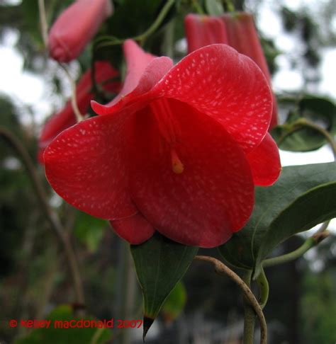 Plantfiles Pictures Lapageria Chilean Bellflower Copihue Montenegro