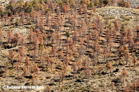 La Sierra De Baza Se Muere Y A N No Hay Proyecto De Actuaci N Para