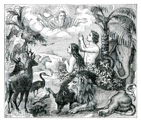 adam  eve stock illustrations royalty  vector graphics