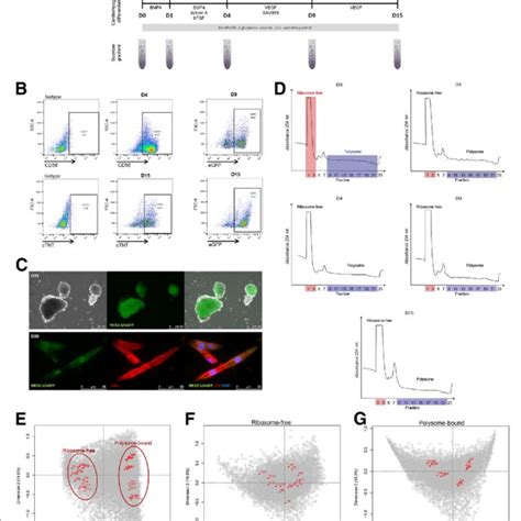 Polysome-bound RNA-seq revealed massive regulation of developmental... | Download Scientific Diagram