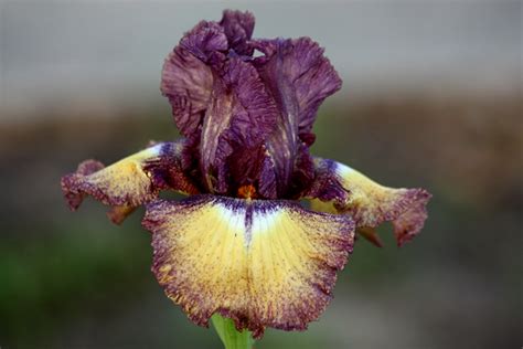 Iris Flowers - Growing, Facts and History | HubPages