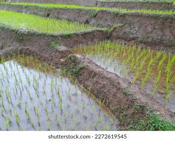 1,380 Rice Growing Process Images, Stock Photos & Vectors | Shutterstock