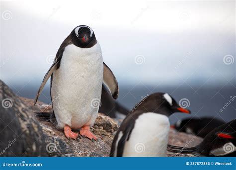 Penguins in Their Natural Habitat in Antarctica Stock Image - Image of cold, natural: 237872885