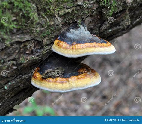 An Edible Tinder Mushroom Fomitopsis Pinicola Grows in Nature Stock Photo - Image of mushroom ...