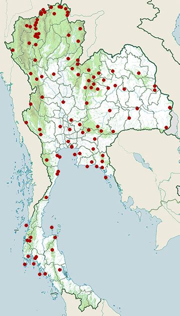 Blue rockthrush (Monticola solitarius)