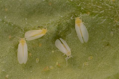 Whiteflies, Whiteflies, Whiteflies | Gardening in the Panhandle