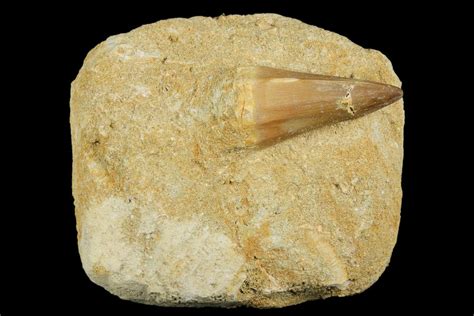 1 5 Mosasaur Mosasaurus Tooth In Rock Morocco 179338 For Sale