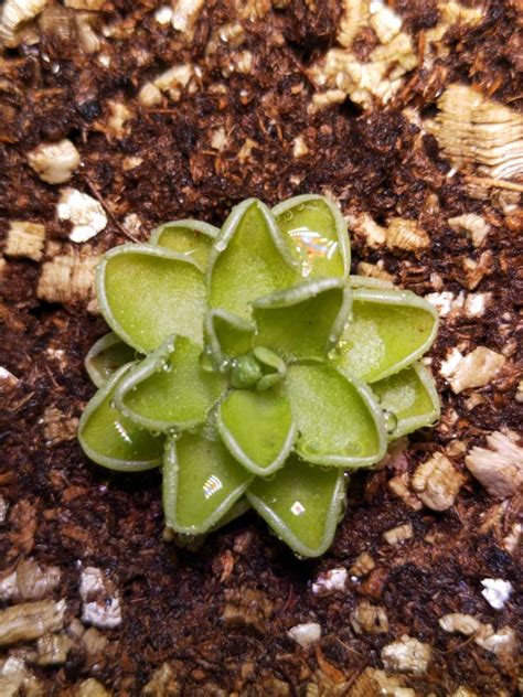 Pinguicula Esseriana Mexican Butterwort 1 Plant With Pot Furniture