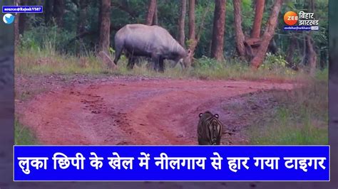 Tiger Lost To Nilgai In Game Of Hide And Seek Video Went Viral Viral Video लुका छिपी के खेल