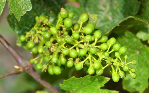 Brote De La Vid Con El Manojo De Uvas Joven Foto De Archivo Imagen De