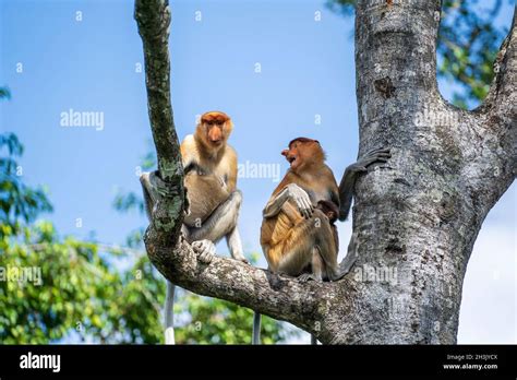 Familia De Monos Proboscis Salvajes O Nasalis Larvatus En La Selva