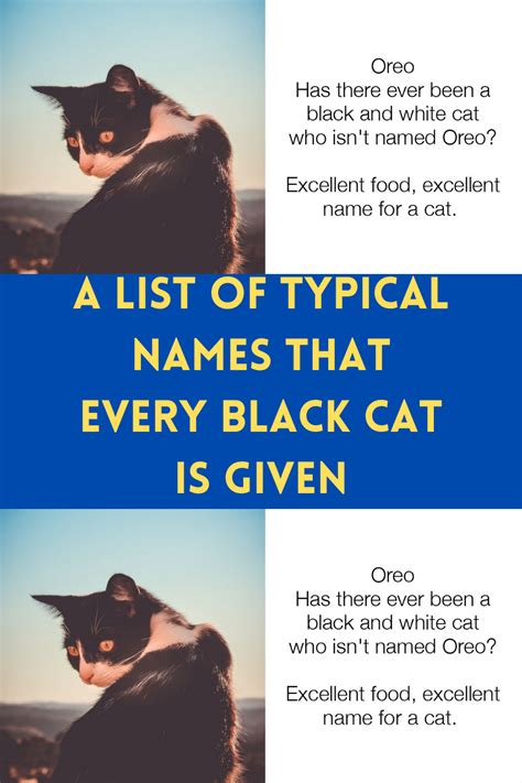 A list of typical names that every black cat is given – Artofit