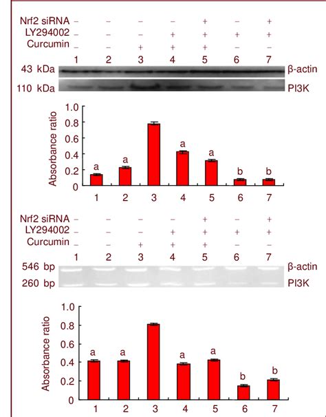 Curcumin Induces Pi3k Expression Of The Pi3kaktnrf2 Signaling Pathway