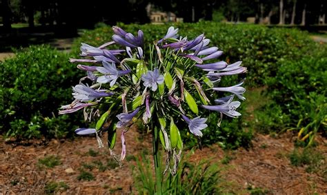 Flower Purple Lavender - Free photo on Pixabay - Pixabay