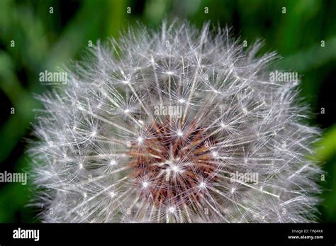 Taraxacum Officinale The Common Dandelion Fruit Seeds Macro