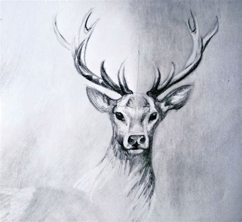 Deer Pencil Drawing A Step By Step Guide For Beginners