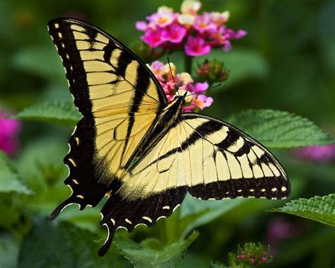 Butterfly Yellow And Black Butterfly Mania