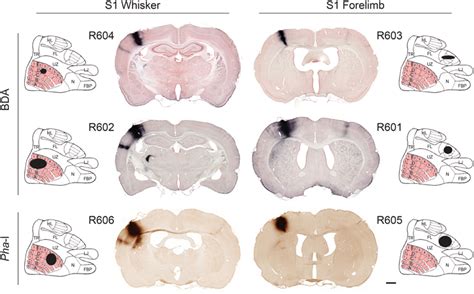 Frontiers Brain Wide Map Of Efferent Projections From Rat Barrel