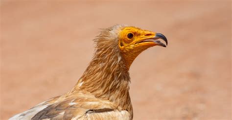 Socotra și vulturul egiptean Ecoturism cultura si creativitate