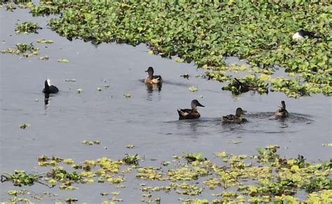 Bird Sanctuary देशी विदेशी जातीचे तब्बल 30 हजार पक्षी नांदुरमधमेश्वरमध्ये दाखल पर्यटकांची