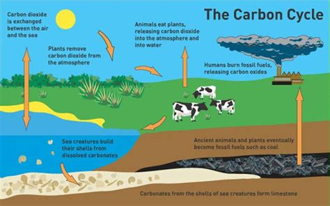 Plants Get Carbon From Responses