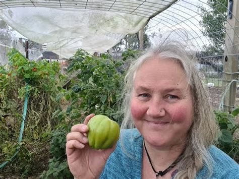 LAST Of The TOMATOES Woe Or Is It Try This Trick To Ripen Green