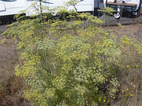 Washington State Noxious Weed Control Board