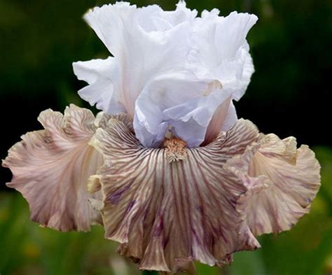 TANGO AMIGO / ТАНГО АМИГО | Iris garden, Iris flowers, Beautiful flowers
