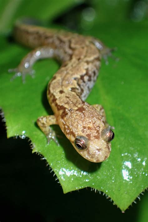 Salamanders in the Swannanoa Mountains - Southern Appalachian Highlands
