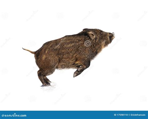 Isolated Baby boar playing stock photo. Image of white - 17598110