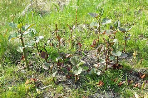 Japanese Knotweed How To Control And Remove It Wur