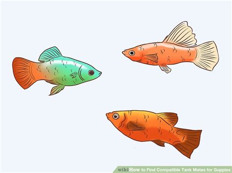 3 Ways to Find Compatible Tank Mates for Guppies - wikiHow