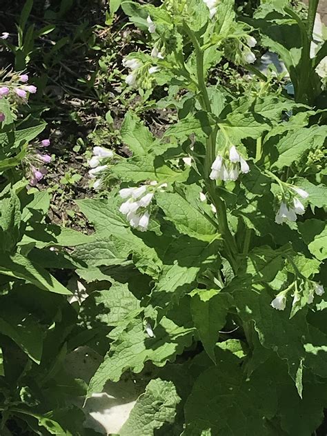 Comfrey - Bocking 4 vs Bocking 14: How to differentiate?! (plants forum