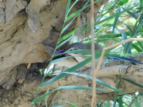 Purple Crowned Fairy Wrens At Geikie Gorge Birds