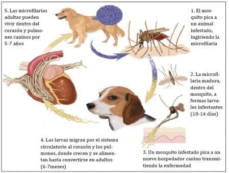 Qué es el gusano del corazón que se expande en perros de toda España y