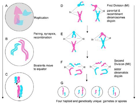 Meiosis Produces Daughter Cells