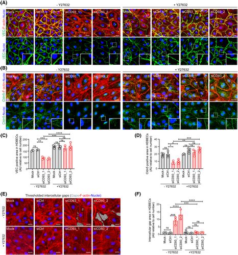 Cd Maintains Endothelial Barrier Function By Limiting The