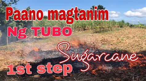 Paano Magtanim Ng Tubo Sugarcane First Step YouTube