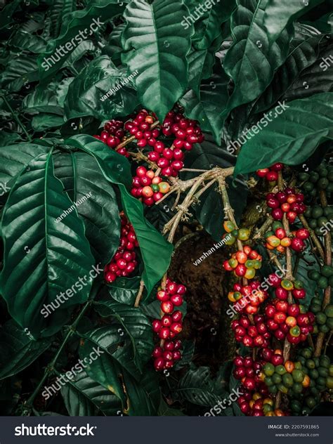 Coffee Cherry Coffee Plantation Coorg Robusta Stock Photo 2207591865