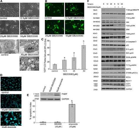 Autophagy Induced By Sb203580 Hepg2 Cells Were Treated With Sb203580