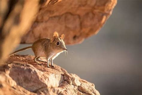 Sengis Or Elephant Shrew Kenya Safaris Tanzania Safaris 202021