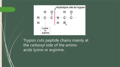 Trypsin including sources, extraction, purification and applications | PPT