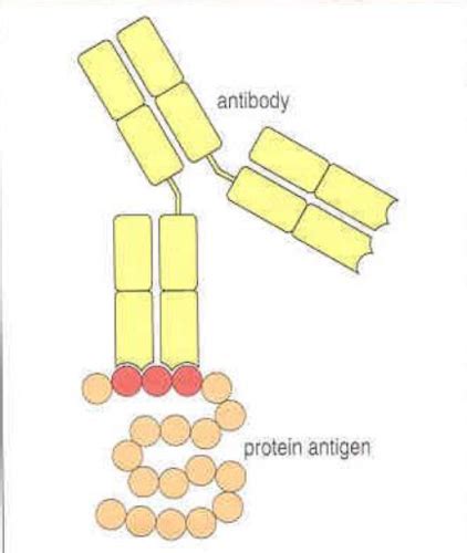 Antigens And Immunogens Lecture 2 Flashcards Quizlet