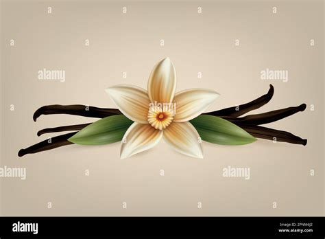 Vector D Realistic Sweet Scented Fresh Vanilla Flower With Dried Seed