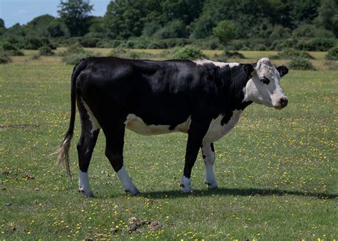 British Friesian Cow Fritham New Forest Hampshire Uk Flickr