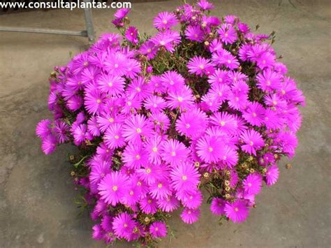 Lampranthus Spectabilis O Mesen Rojo Cuidados