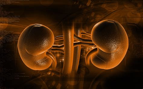 Kidney Wallpapers Top Free Kidney Backgrounds Wallpaperaccess