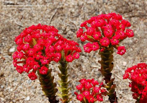 Plantfiles Pictures Crassula Species Red Crassula Stone Flower