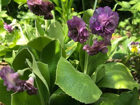 Примула ушковая Ксавер (Primulа auricula Xaver)