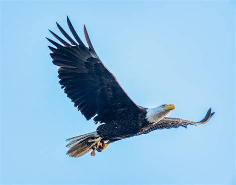 Bald Eagle With Fish Doug Phillips Flickr